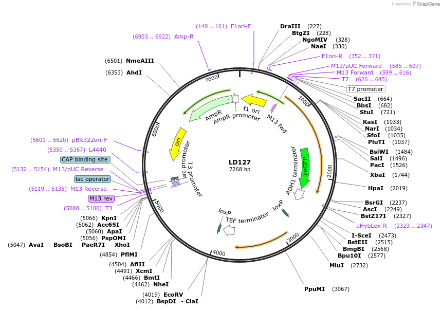 69175-plasmid-map-sequence-id-128279