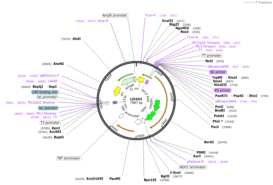 69179-plasmid-map-sequence-id-128281