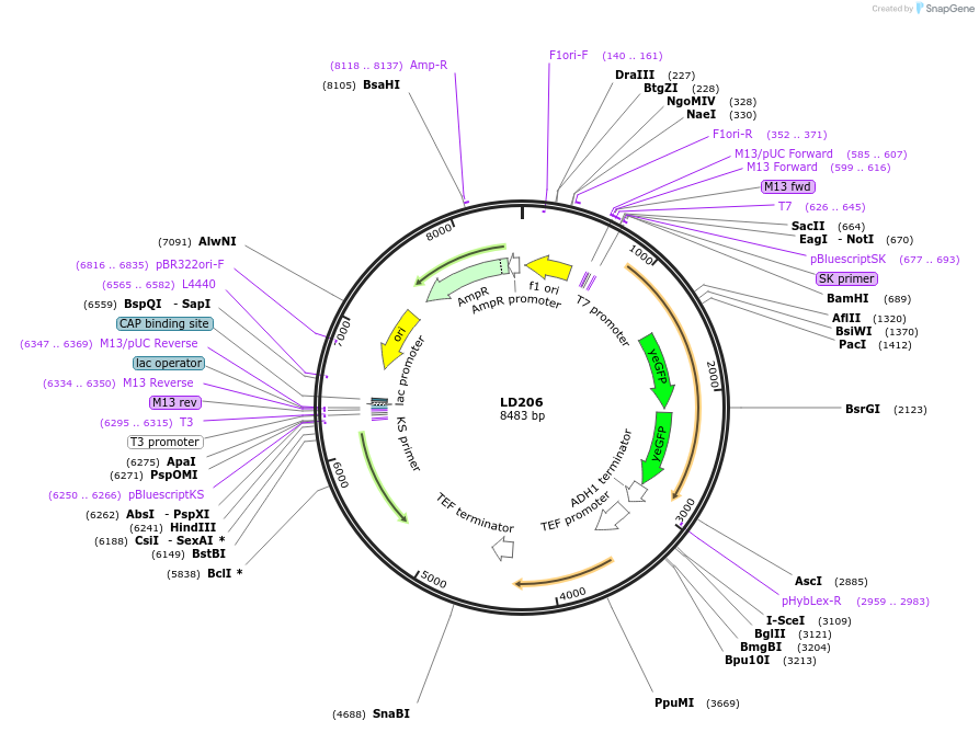69181-plasmid-map-sequence-id-128284