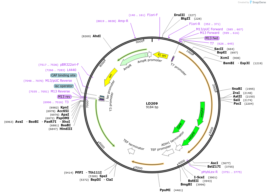 69182-plasmid-map-sequence-id-128285