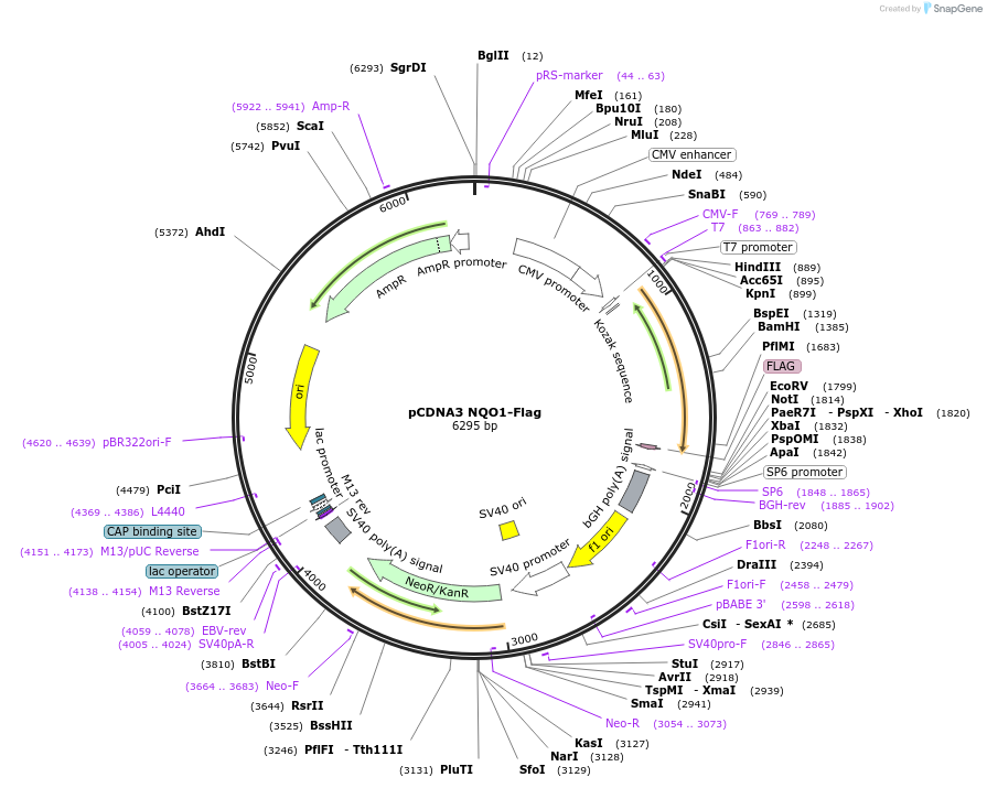 61729-plasmid-map-sequence-id-128286