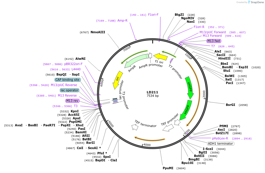 69183-plasmid-map-sequence-id-128287