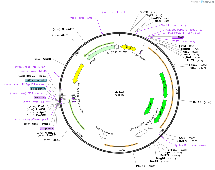 69184-plasmid-map-sequence-id-128289