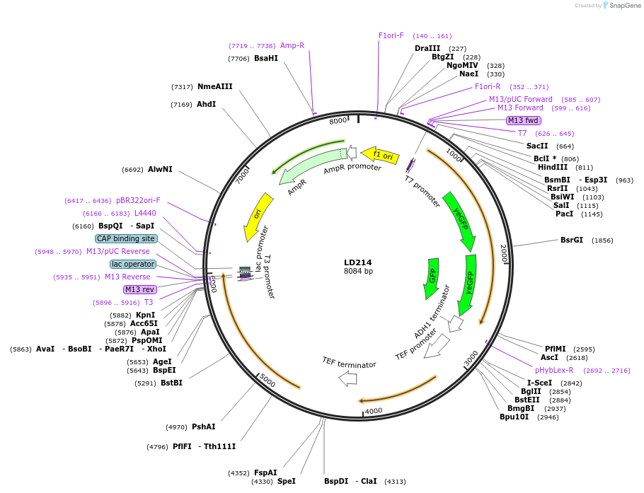 69185-plasmid-map-sequence-id-128290