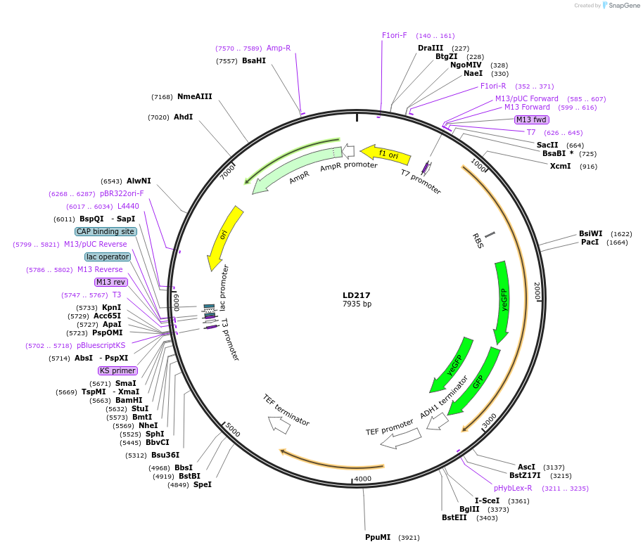 69186-plasmid-map-sequence-id-128291