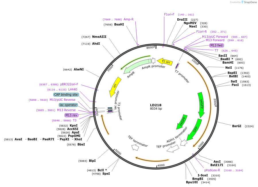69187-plasmid-map-sequence-id-128293