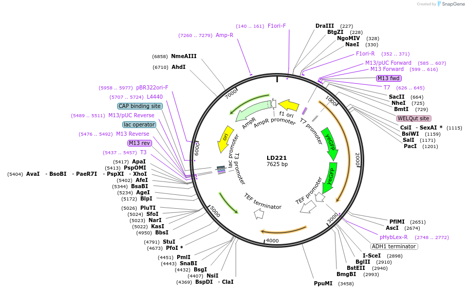 69189-plasmid-map-sequence-id-128296