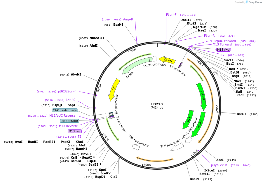 69190-plasmid-map-sequence-id-128297