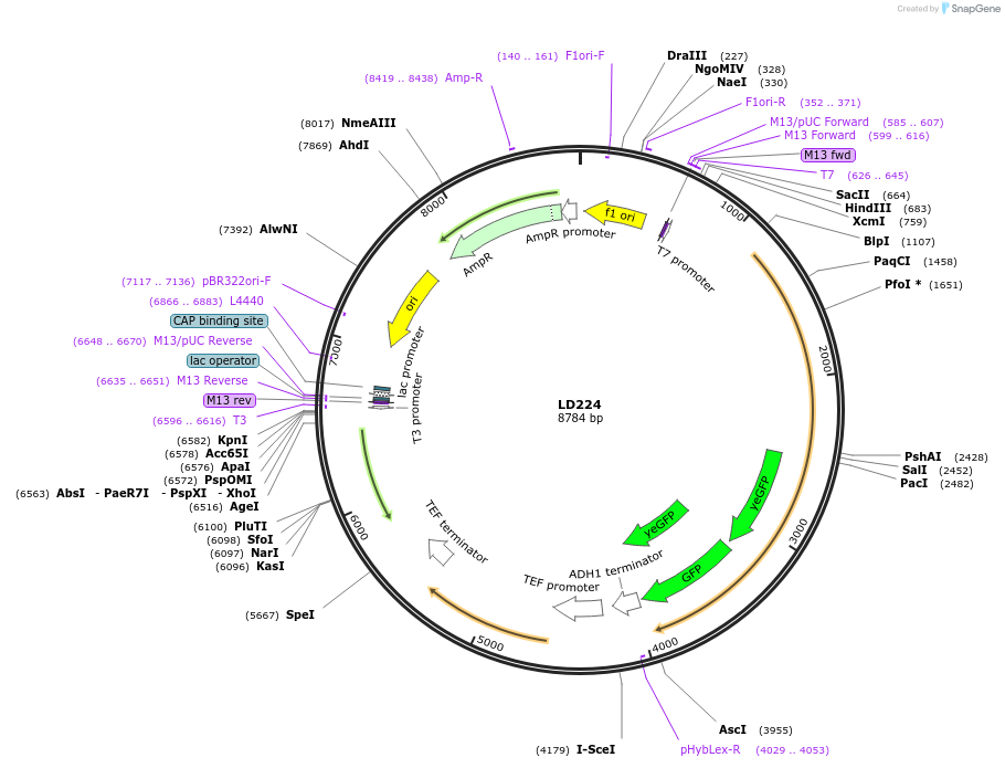 69191-plasmid-map-sequence-id-128298