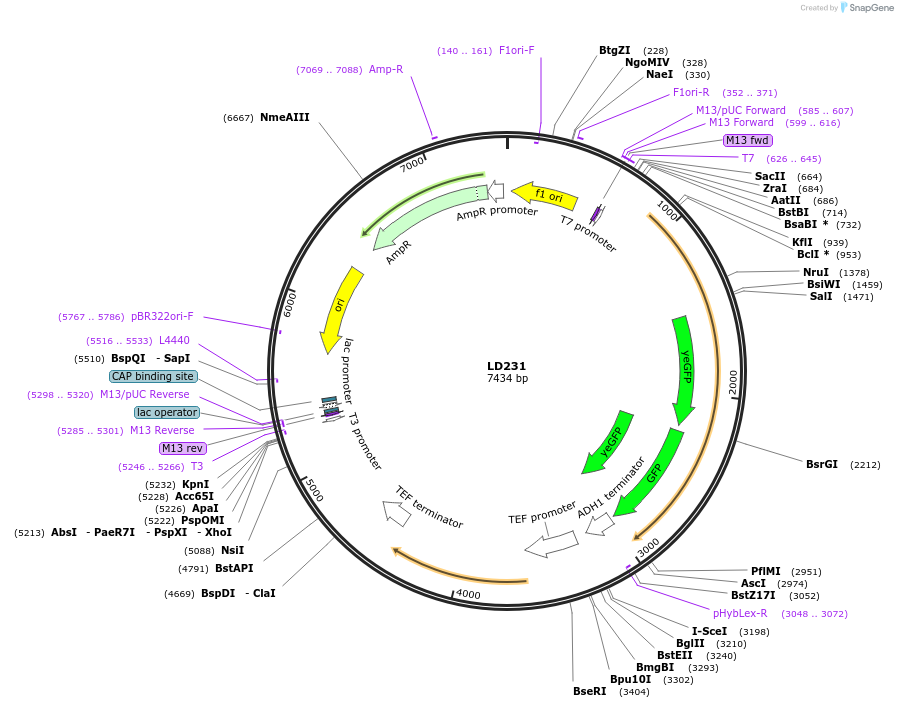 69193-plasmid-map-sequence-id-128300