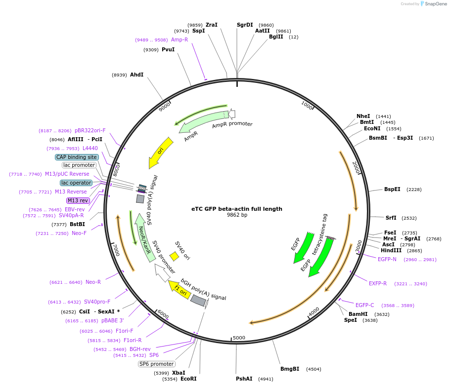 27123-plasmid-map-sequence-id-12834