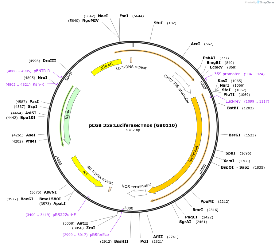 68216-plasmid-map-sequence-id-128345