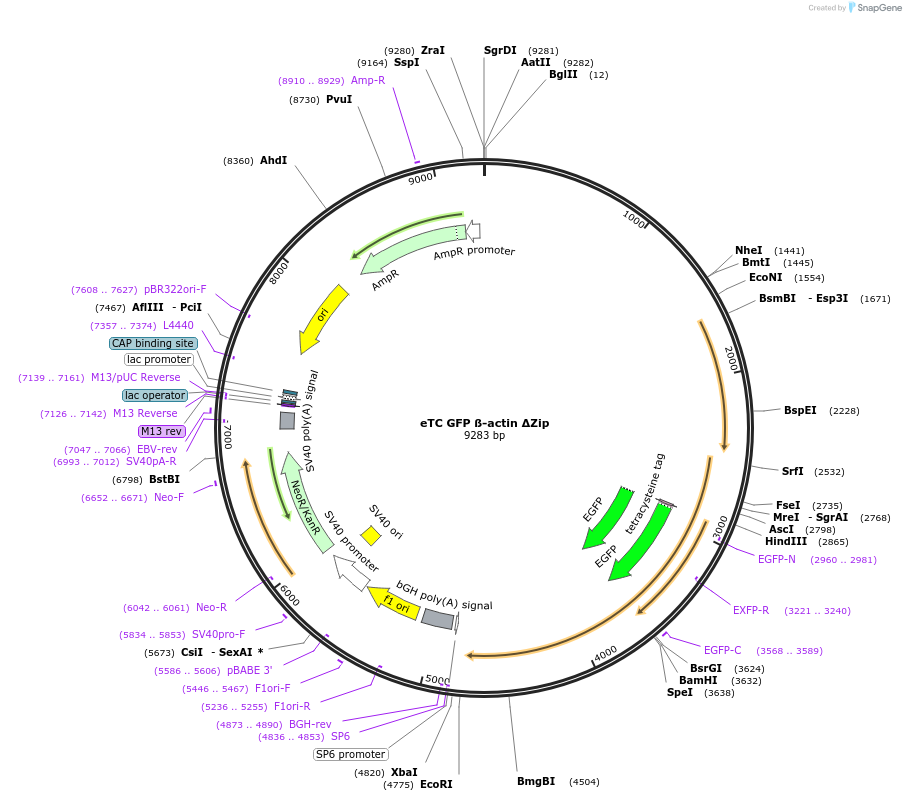 27124-plasmid-map-sequence-id-12835