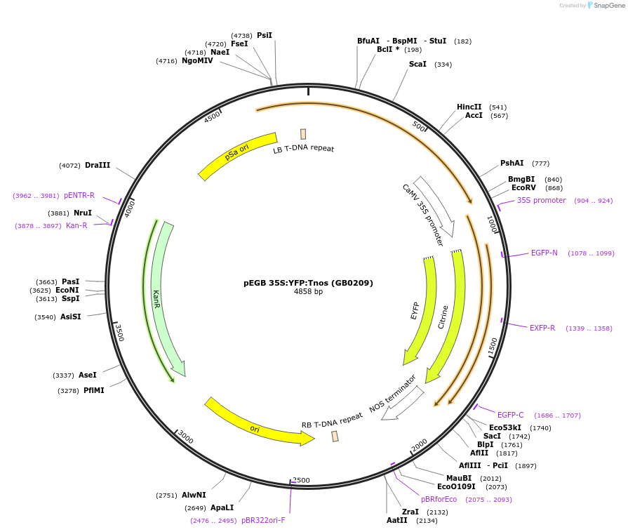 68219-plasmid-map-sequence-id-128350