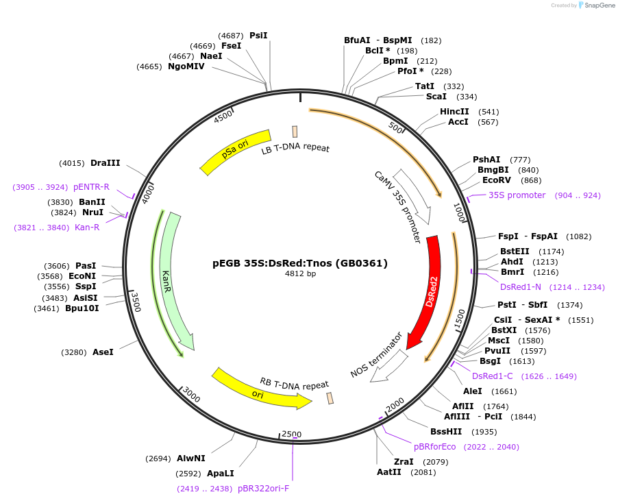 68220-plasmid-map-sequence-id-128360