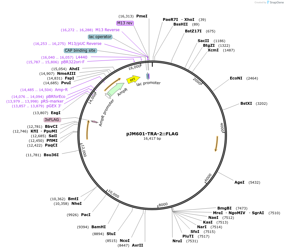 27129-plasmid-map-sequence-id-12838