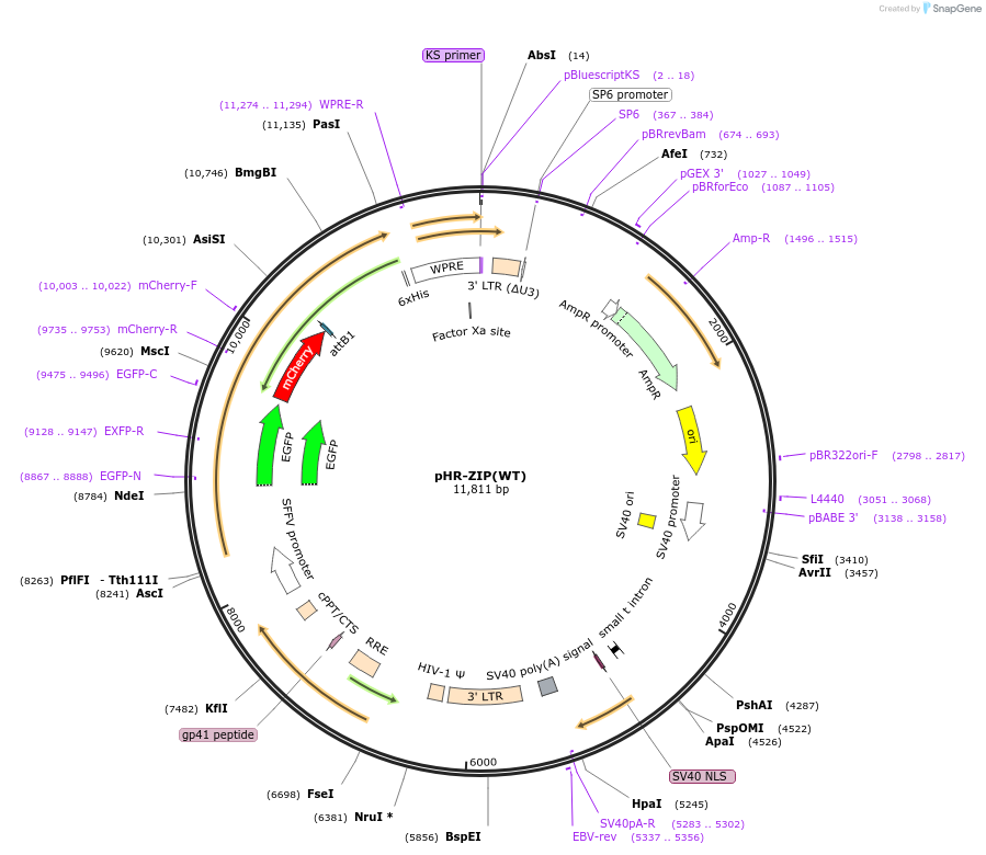 27134-plasmid-map-sequence-id-12843