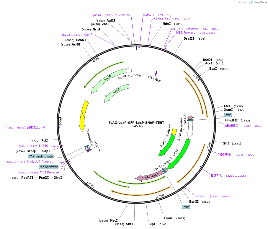 71391-plasmid-map-sequence-id-128452