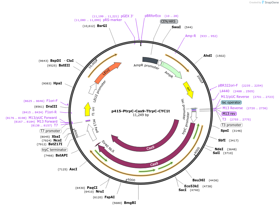 68059-plasmid-map-sequence-id-128457