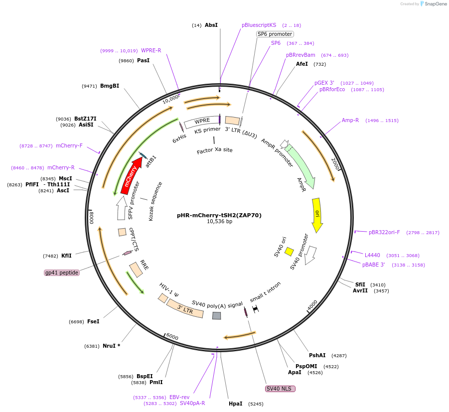 27137-plasmid-map-sequence-id-12846