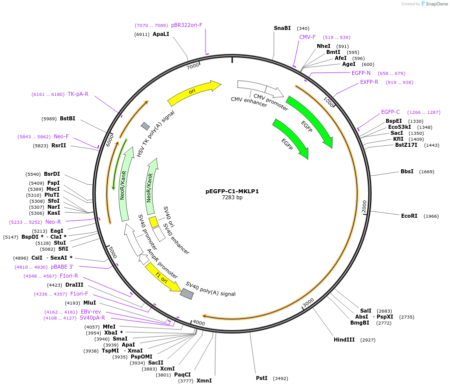 70145-plasmid-map-sequence-id-128465