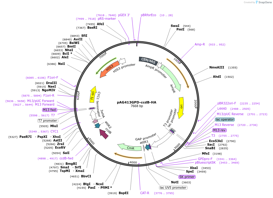 14238-plasmid-map-sequence-id-128474