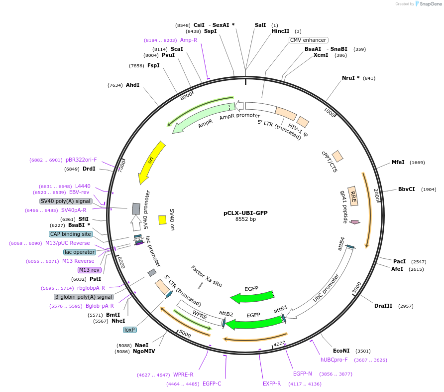 27245-plasmid-map-sequence-id-12848