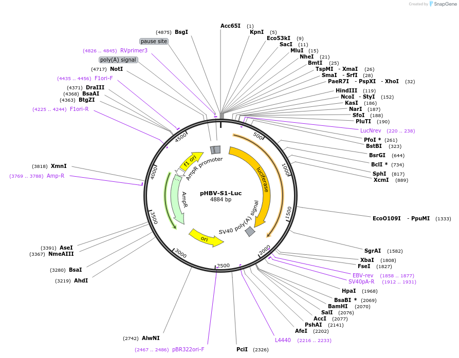 71416-plasmid-map-sequence-id-128514