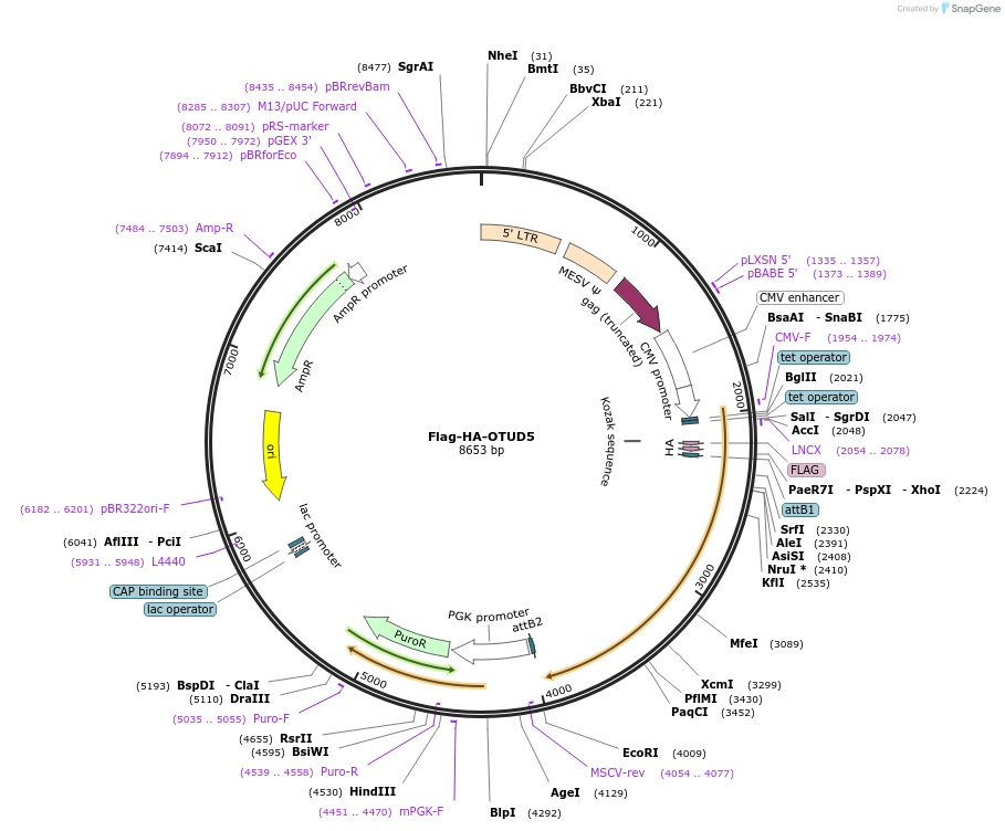 22610-plasmid-map-sequence-id-128527