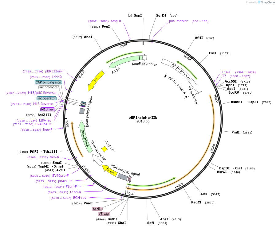 27288-plasmid-map-sequence-id-128538