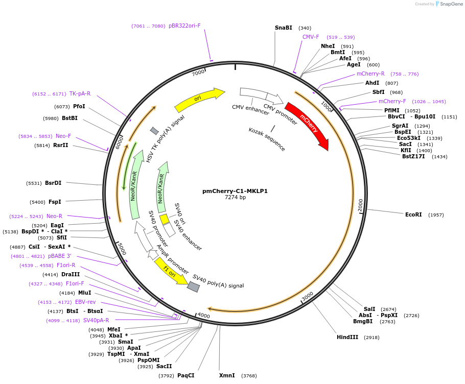 70154-plasmid-map-sequence-id-128546