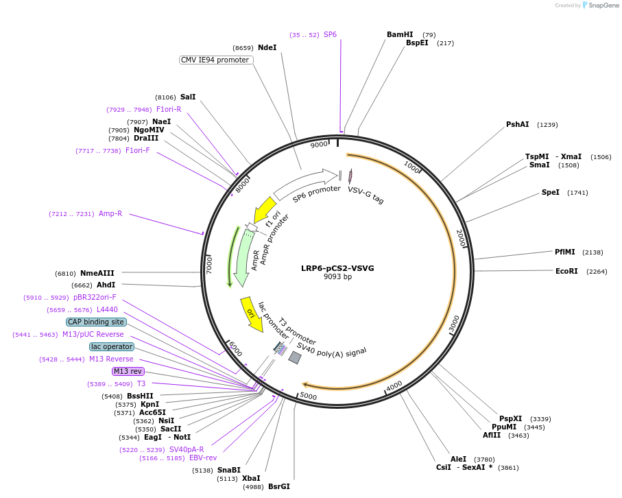 27282-plasmid-map-sequence-id-12856