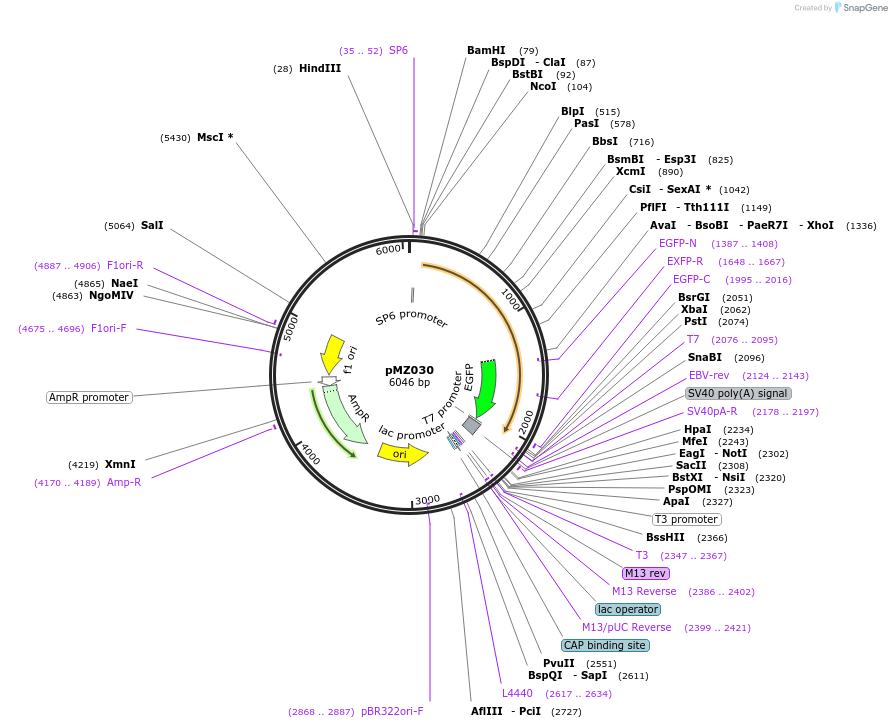 66970-plasmid-map-sequence-id-128561
