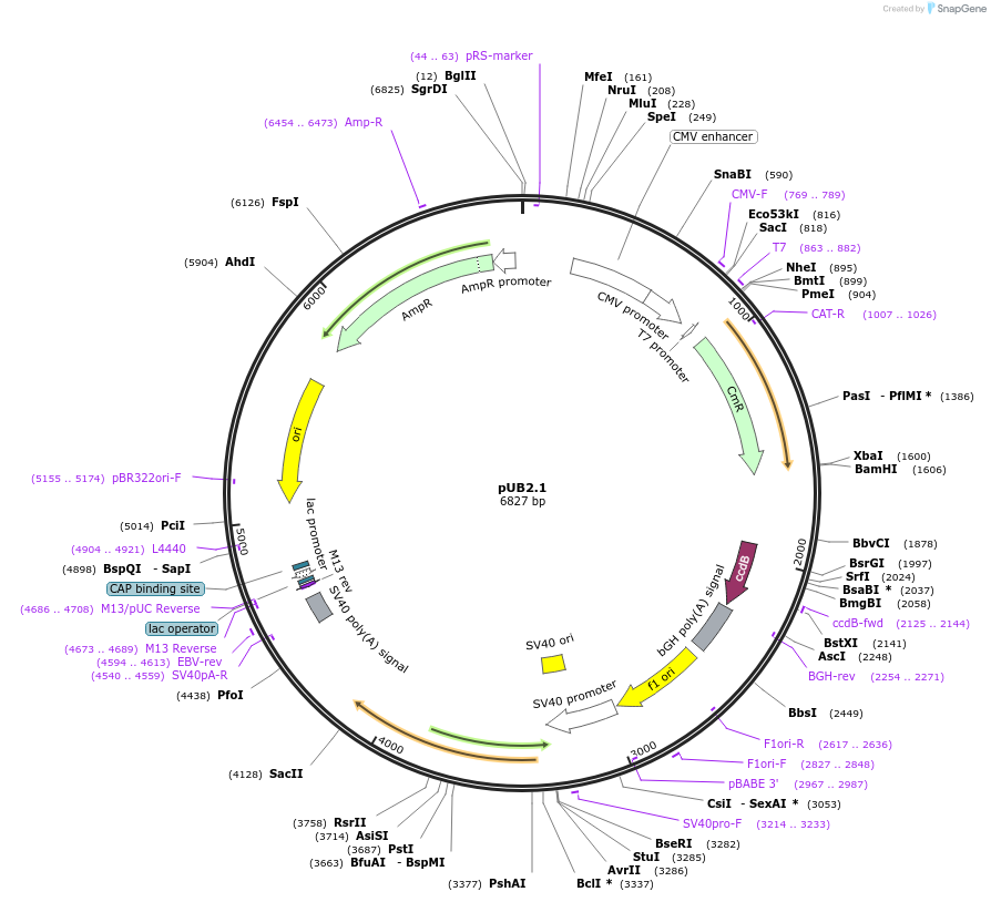 40728-plasmid-map-sequence-id-128586