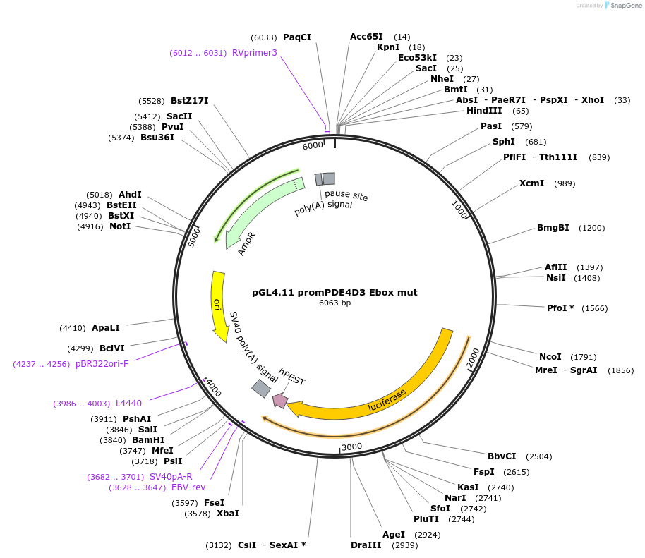 27304-plasmid-map-sequence-id-12861