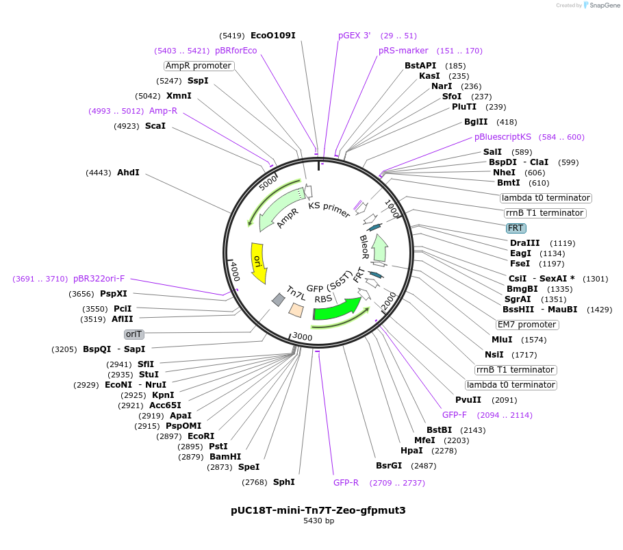 65037-plasmid-map-sequence-id-128615