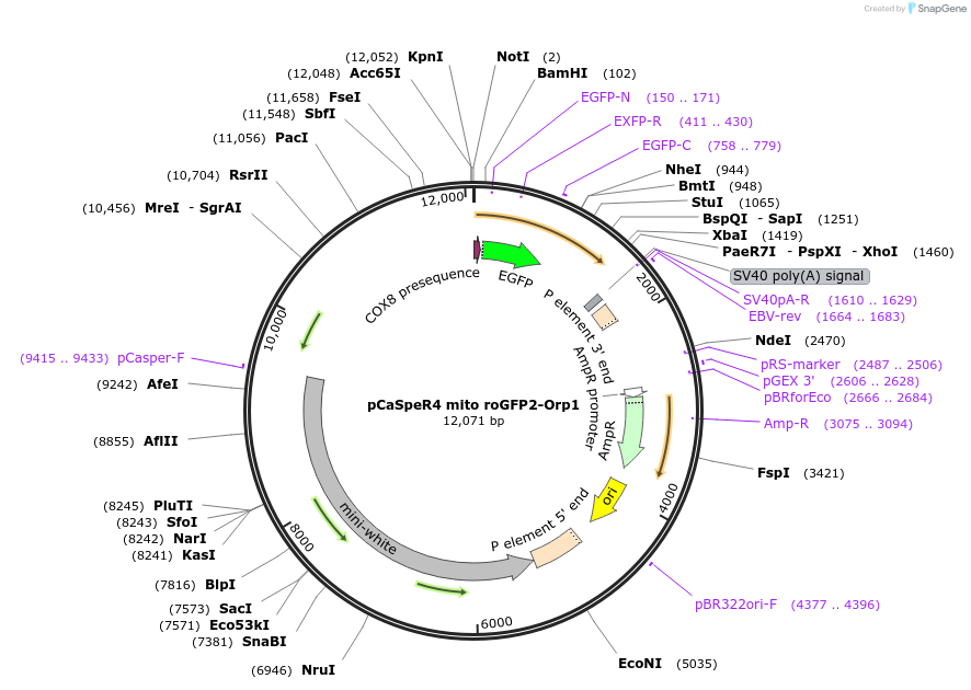 65001-plasmid-map-sequence-id-128630
