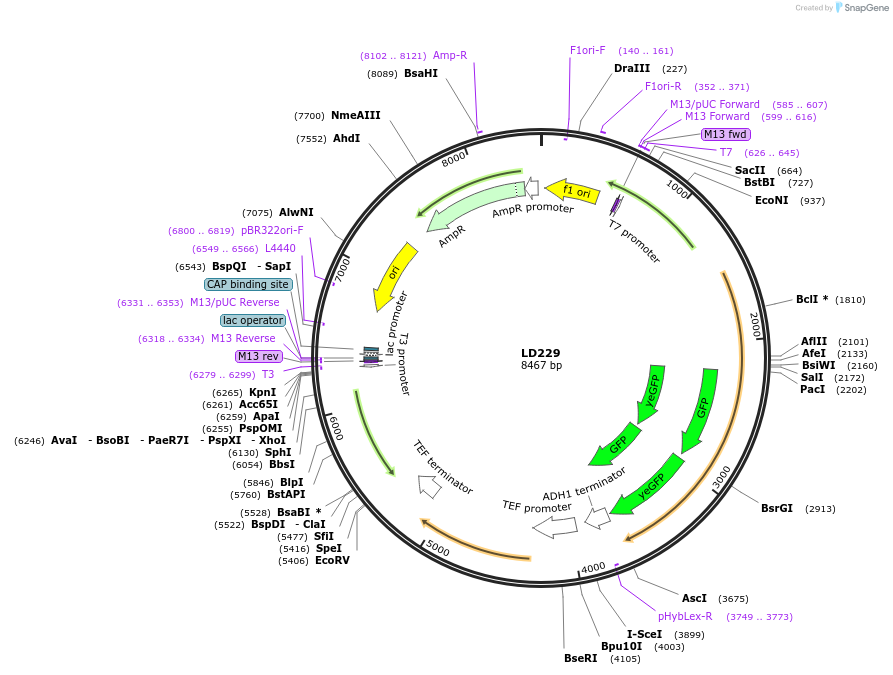 69192-plasmid-map-sequence-id-128679