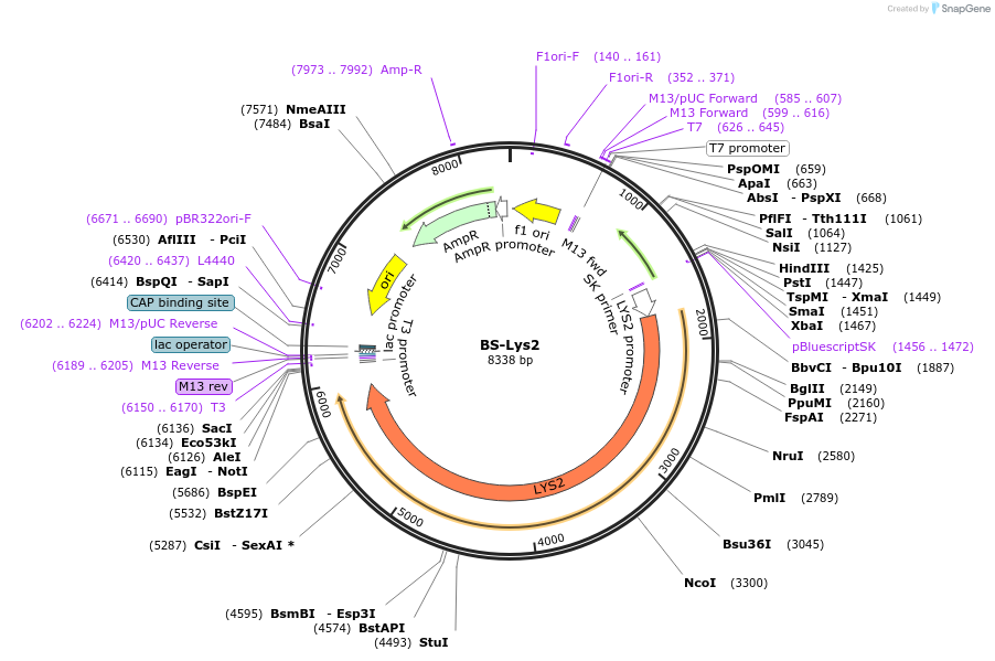 69199-plasmid-map-sequence-id-128693