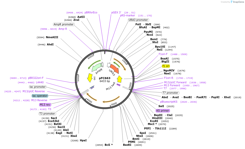 27324-plasmid-map-sequence-id-12872