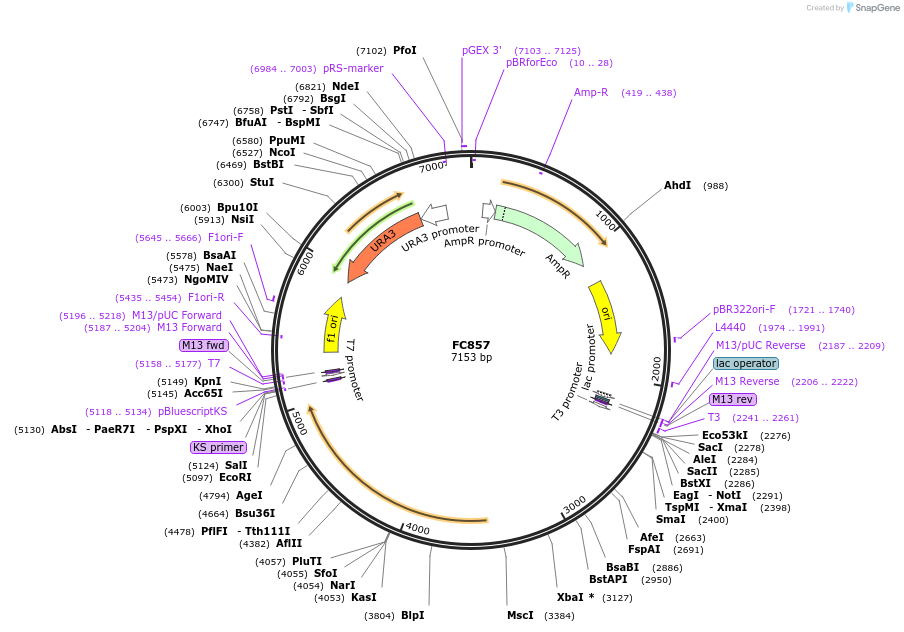 27327-plasmid-map-sequence-id-12875