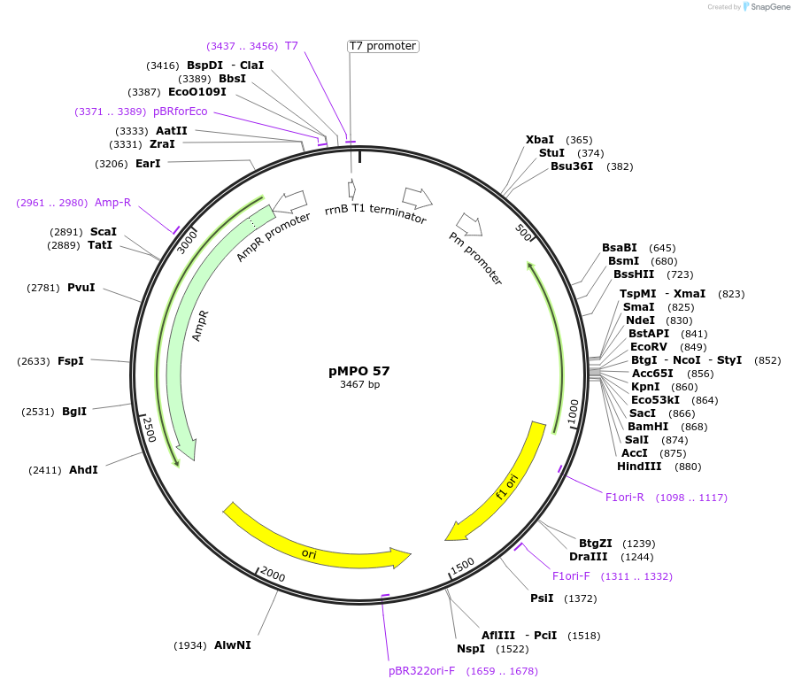 68361-plasmid-map-sequence-id-128755