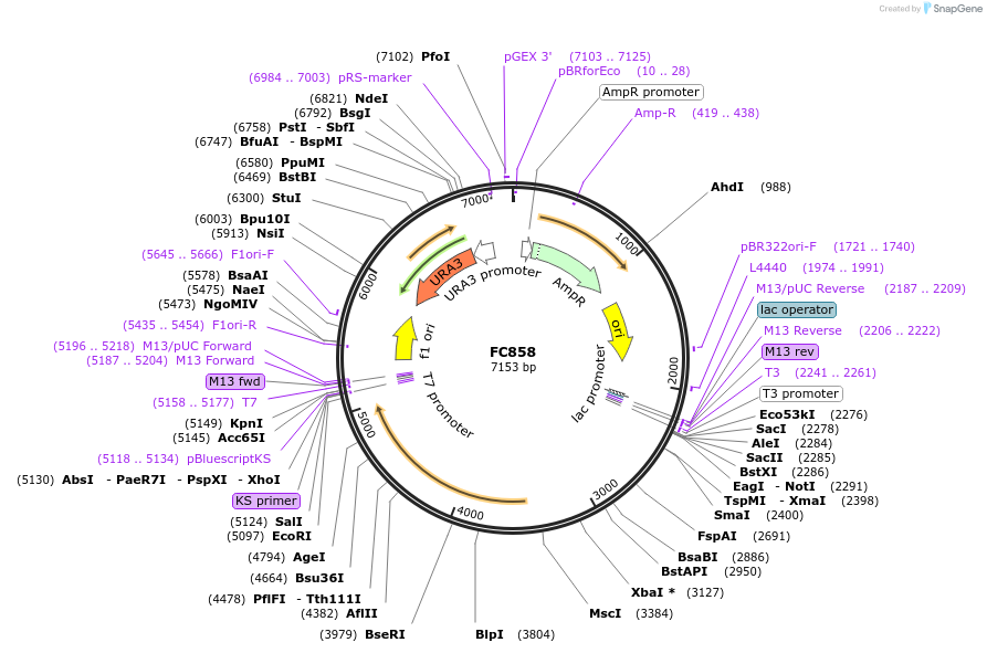 27328-plasmid-map-sequence-id-12876
