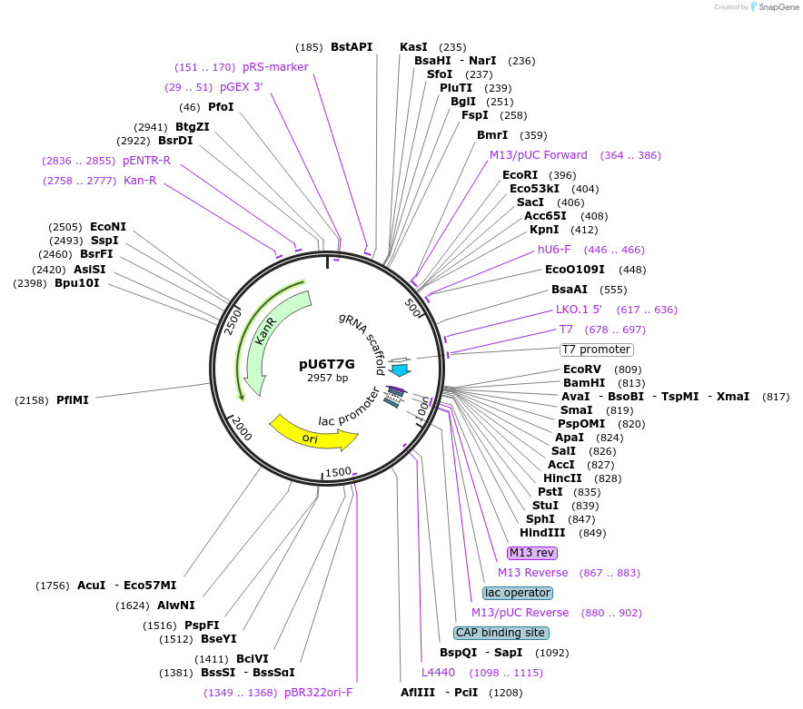 71463-plasmid-map-sequence-id-128761