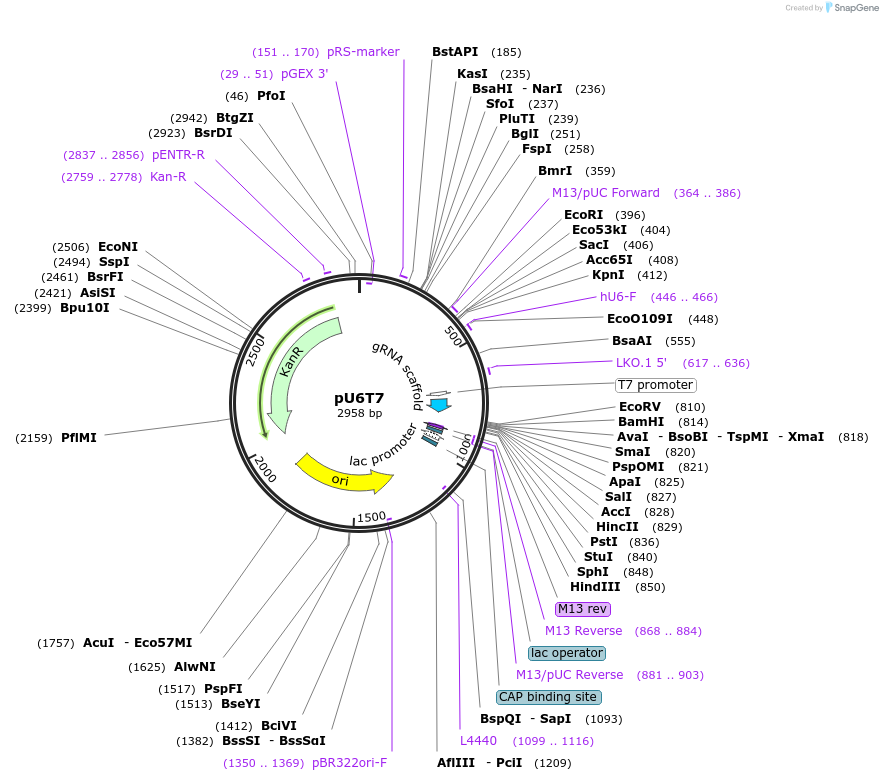 71462-plasmid-map-sequence-id-128762
