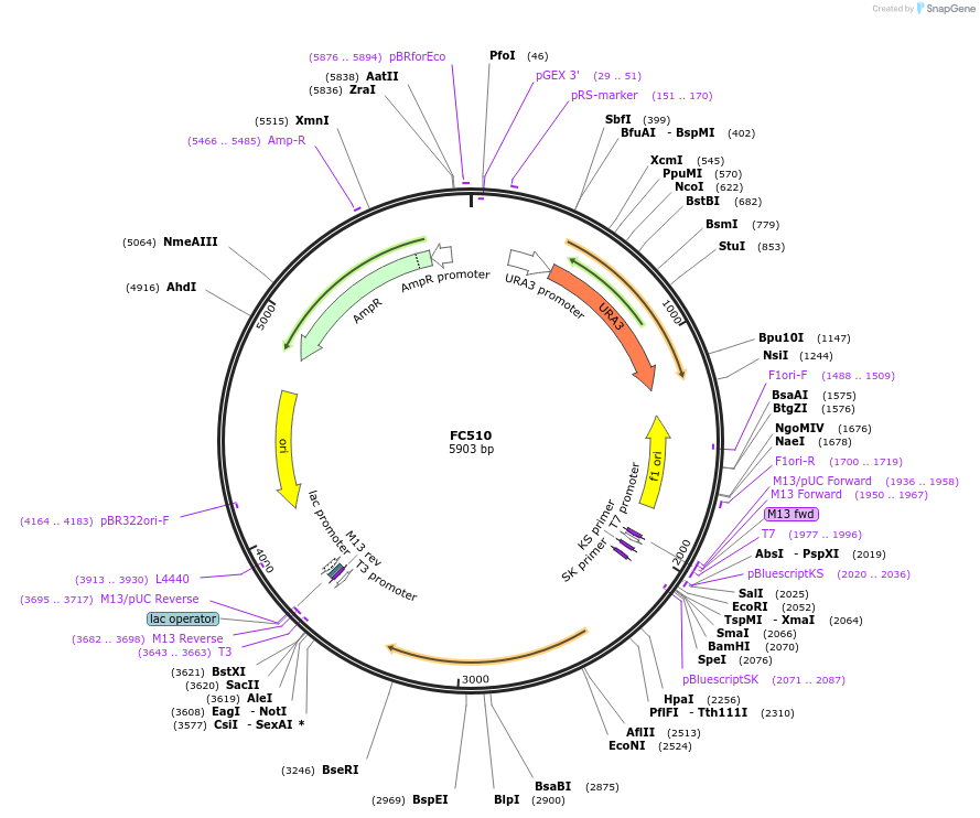 27329-plasmid-map-sequence-id-12877