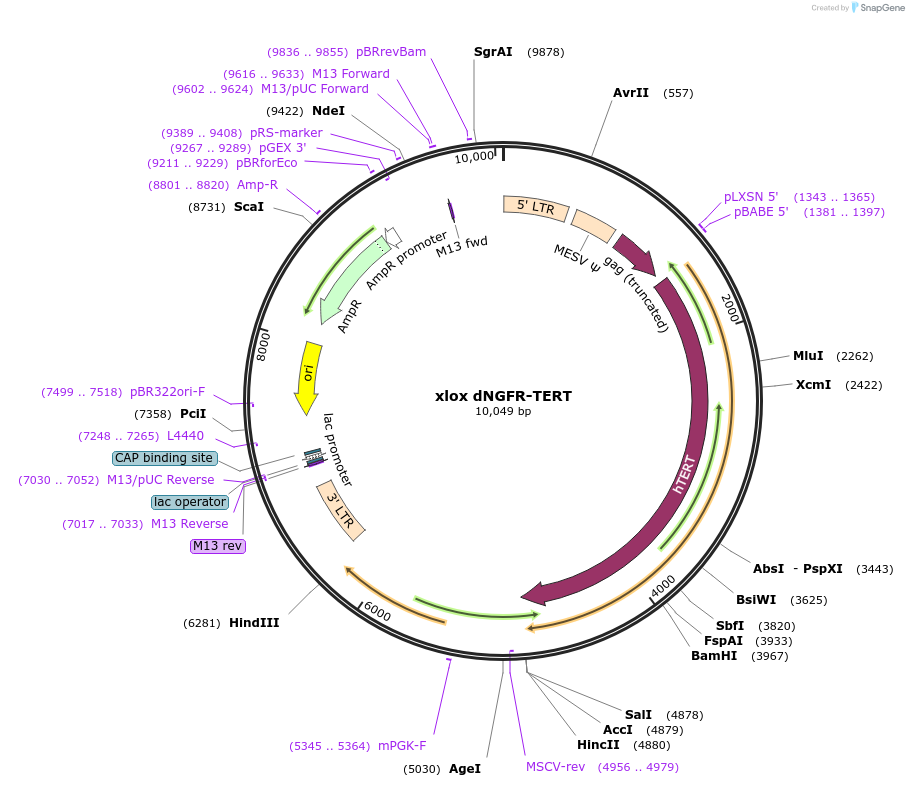 69805-plasmid-map-sequence-id-128795