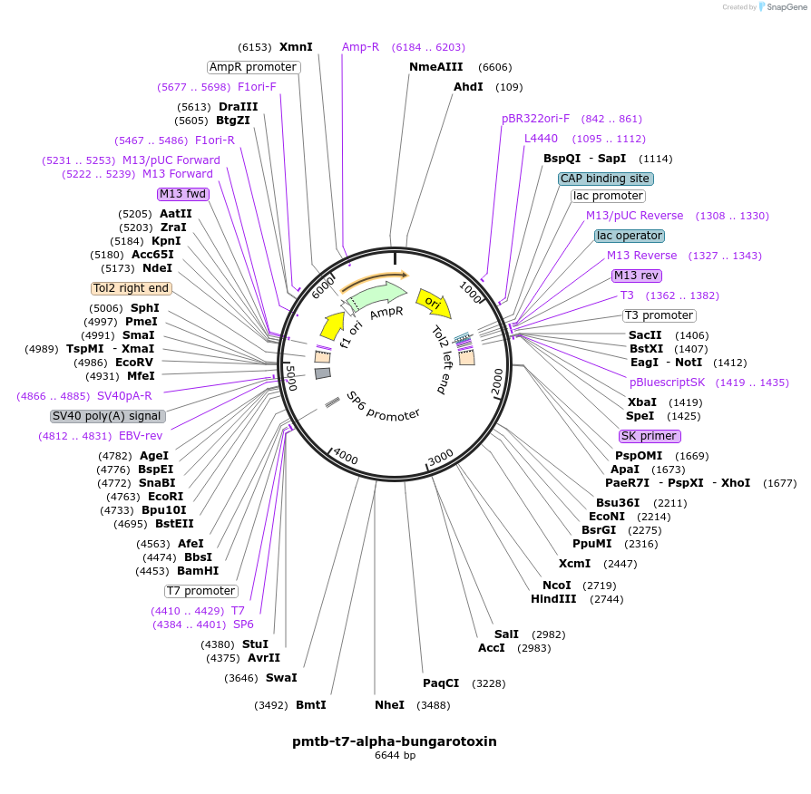 69542-plasmid-map-sequence-id-128800