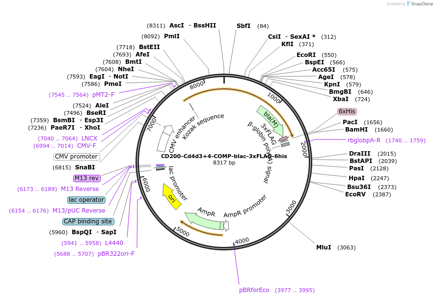 71471-plasmid-map-sequence-id-128809