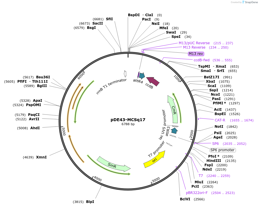 27333-plasmid-map-sequence-id-12881